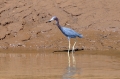 costa rica wildlife, pacific-117